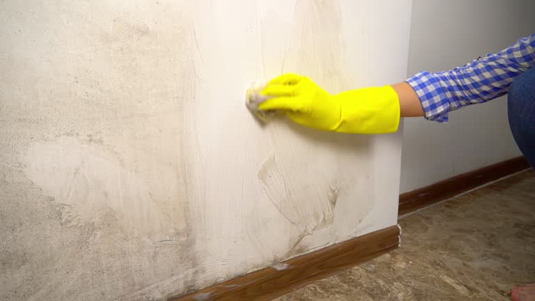 Professional Mold Removal in Bethlehem, PA